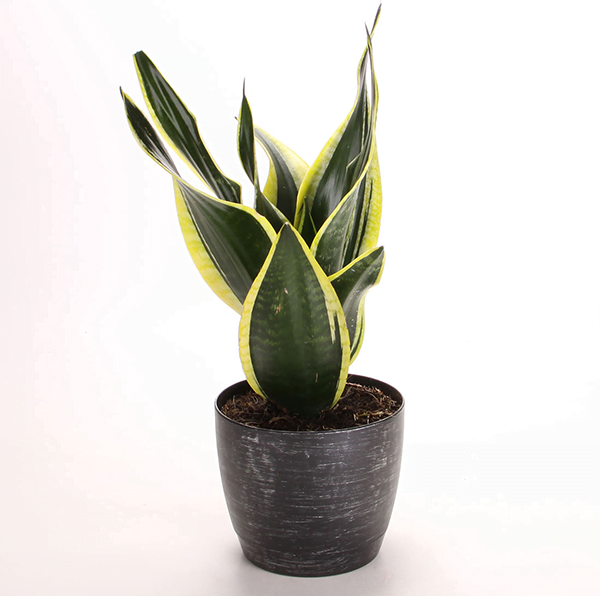 Snake Plant Air Purifier