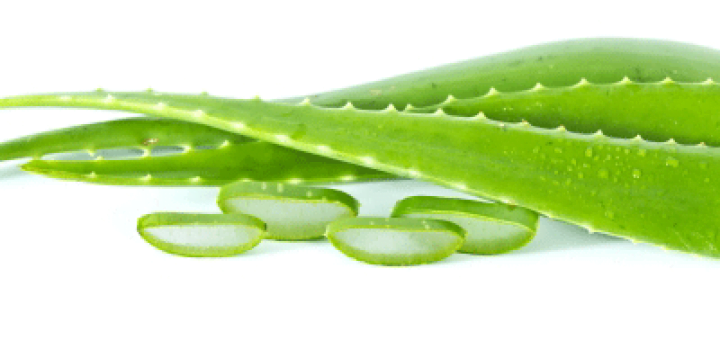 Aloe Vera Air purifying plant