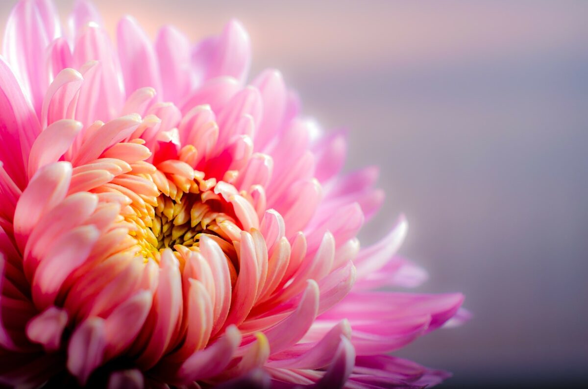 chrysanthemum-air-purifying-plant