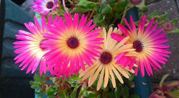 gerber-daisy-air-purifying-plant