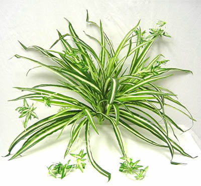 spider-plant-air-purifier