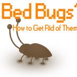 bed-bugs