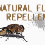 natural-fly-repellent