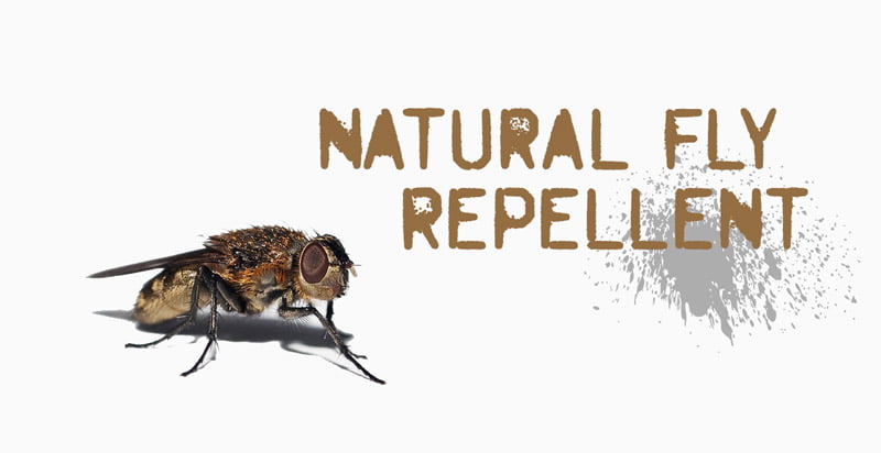 natural-fly-repellent