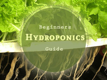 beginners-hydroponic-guide