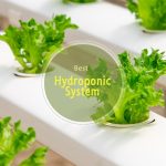 Best Hydroponic System