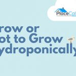 what-to-grow-hydroponically