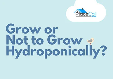 what-to-grow-hydroponically