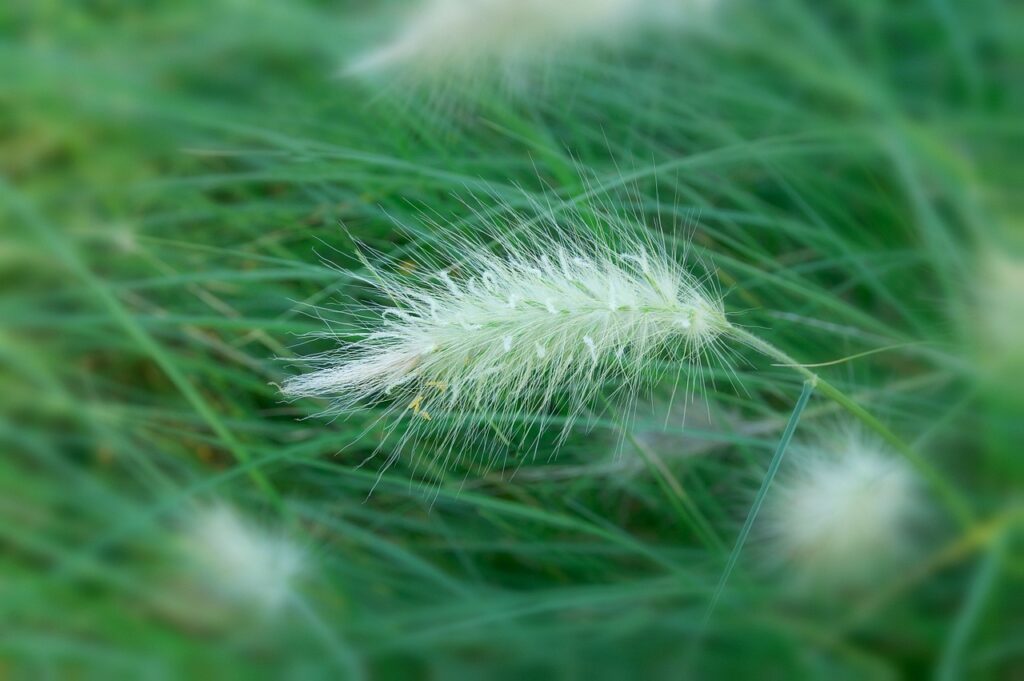 Dallisgrass Vs Crabgrass