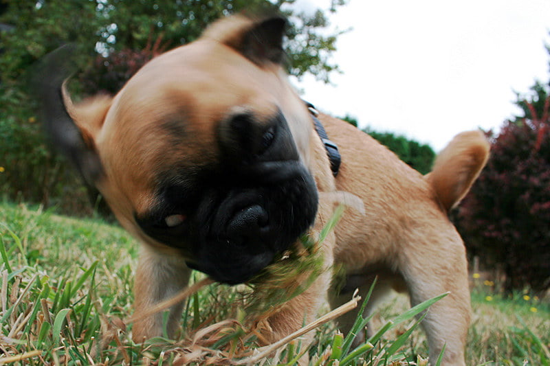 Is Crabgrass Bad For Dogs