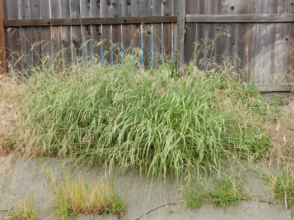 What Does Dallisgrass Look Like