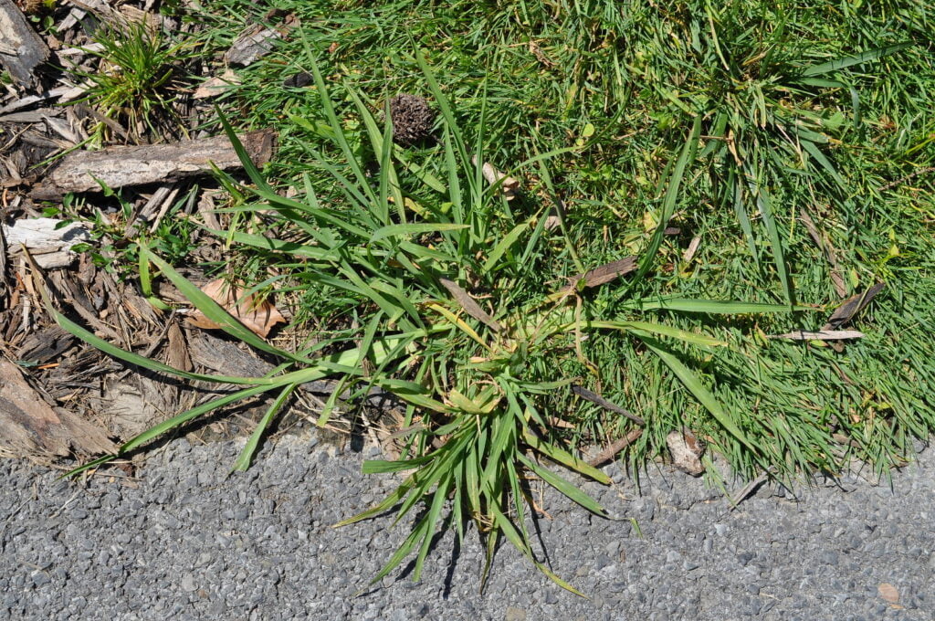 Why Is Crabgrass Bad